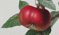 Botanical Art and the Development of Delicious Food  - Brain Trust Inc.