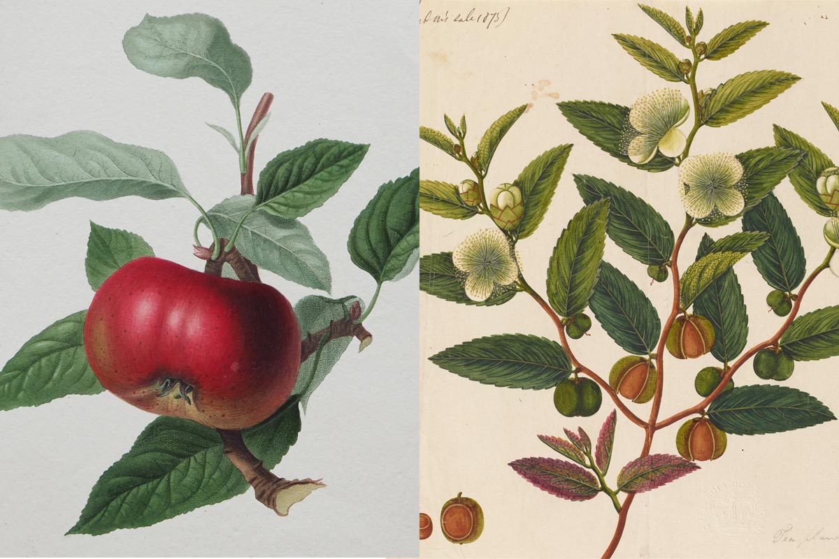 Botanical Art and the Development of Delicious Food - Brain Trust Inc.