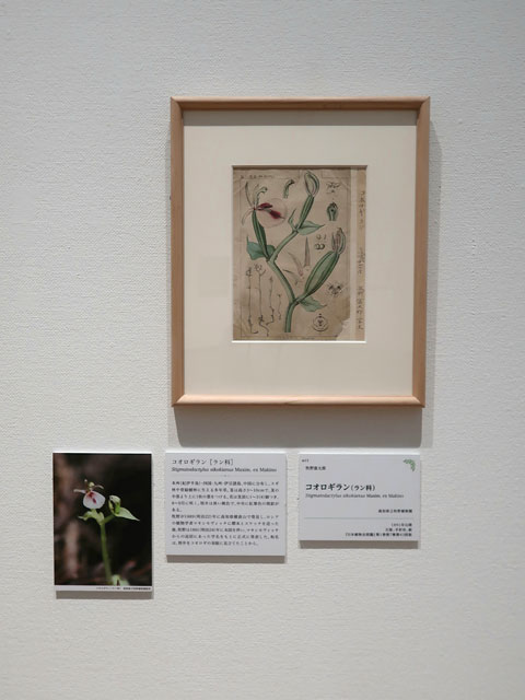 2505botanical-kochi04_480
